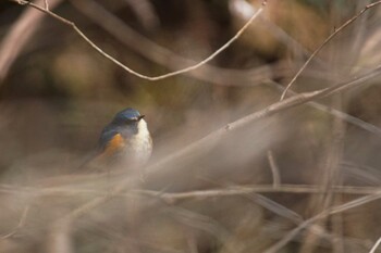 ルリビタキ 陣馬山 2022年3月1日(火)