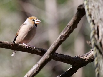 Hawfinch 埼玉県 Thu, 2/24/2022