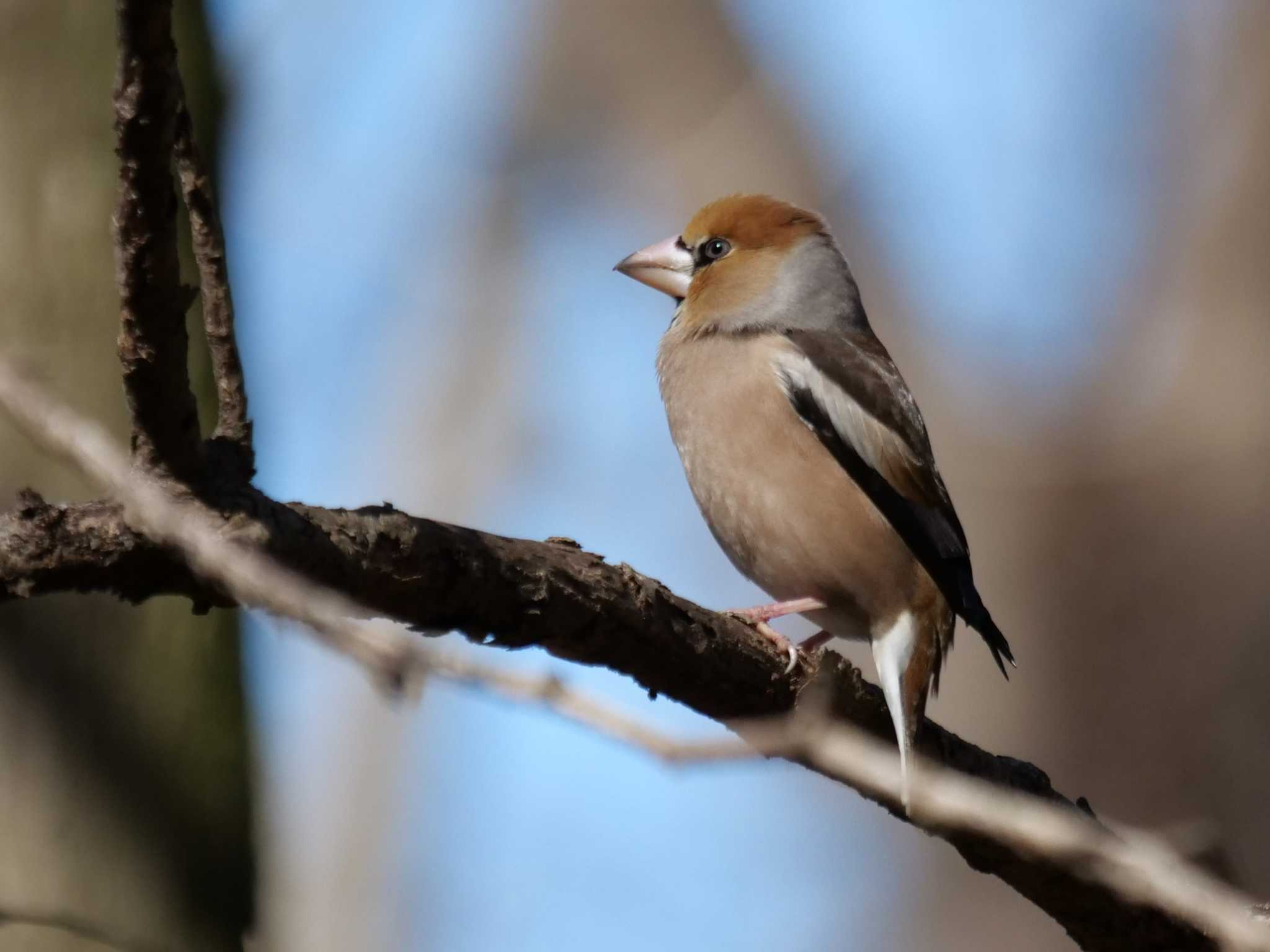 わしは、集中しとる・・ by little birds