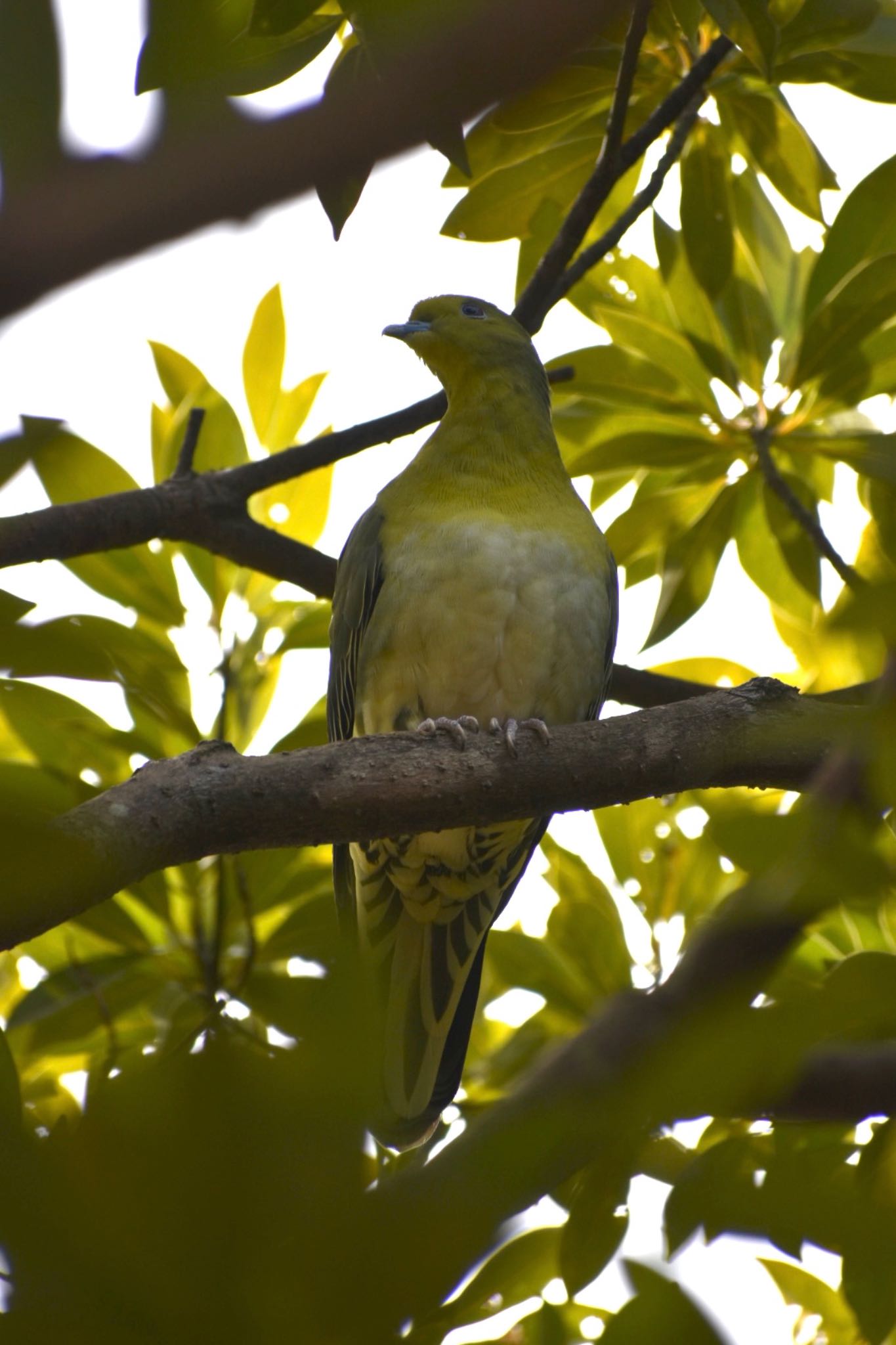 White-bellied Green Pigeon