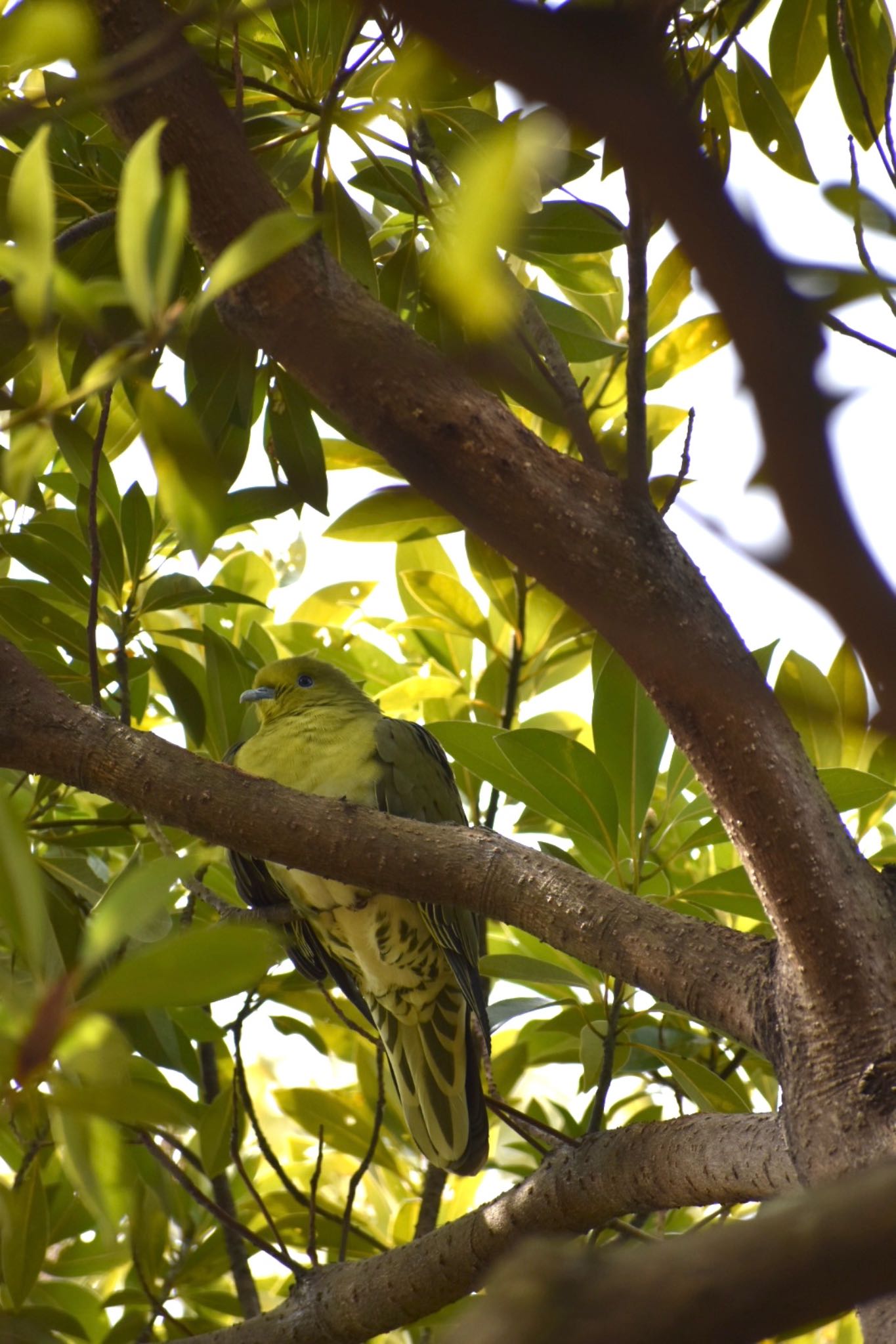 White-bellied Green Pigeon