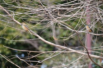 2022年3月7日(月) 旭公園の野鳥観察記録