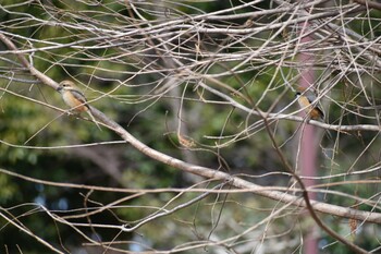 モズ 旭公園 2022年3月7日(月)