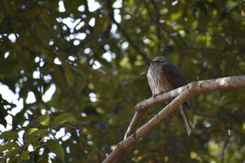 ヒヨドリ 旭公園 2022年3月7日(月)