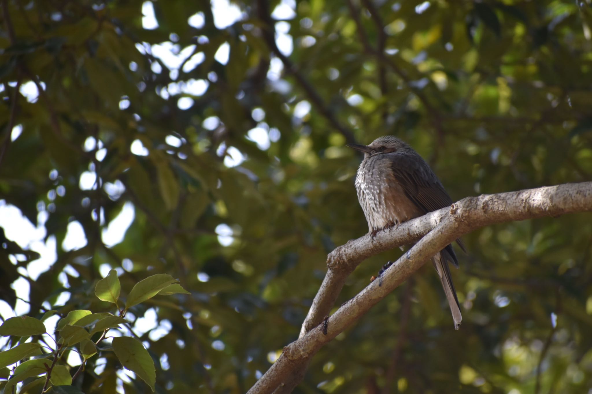 Brown-eared Bulbul