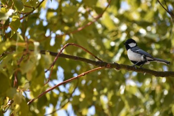 シジュウカラ 旭公園 2022年3月7日(月)