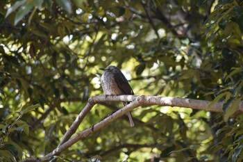 ヒヨドリ 旭公園 2022年3月7日(月)