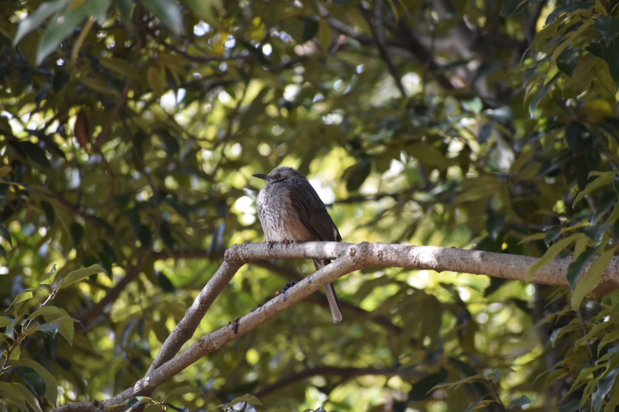 Brown-eared Bulbul