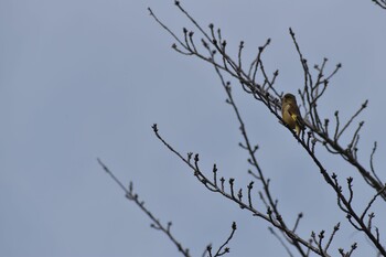 カワラヒワ 旭公園 2022年3月7日(月)