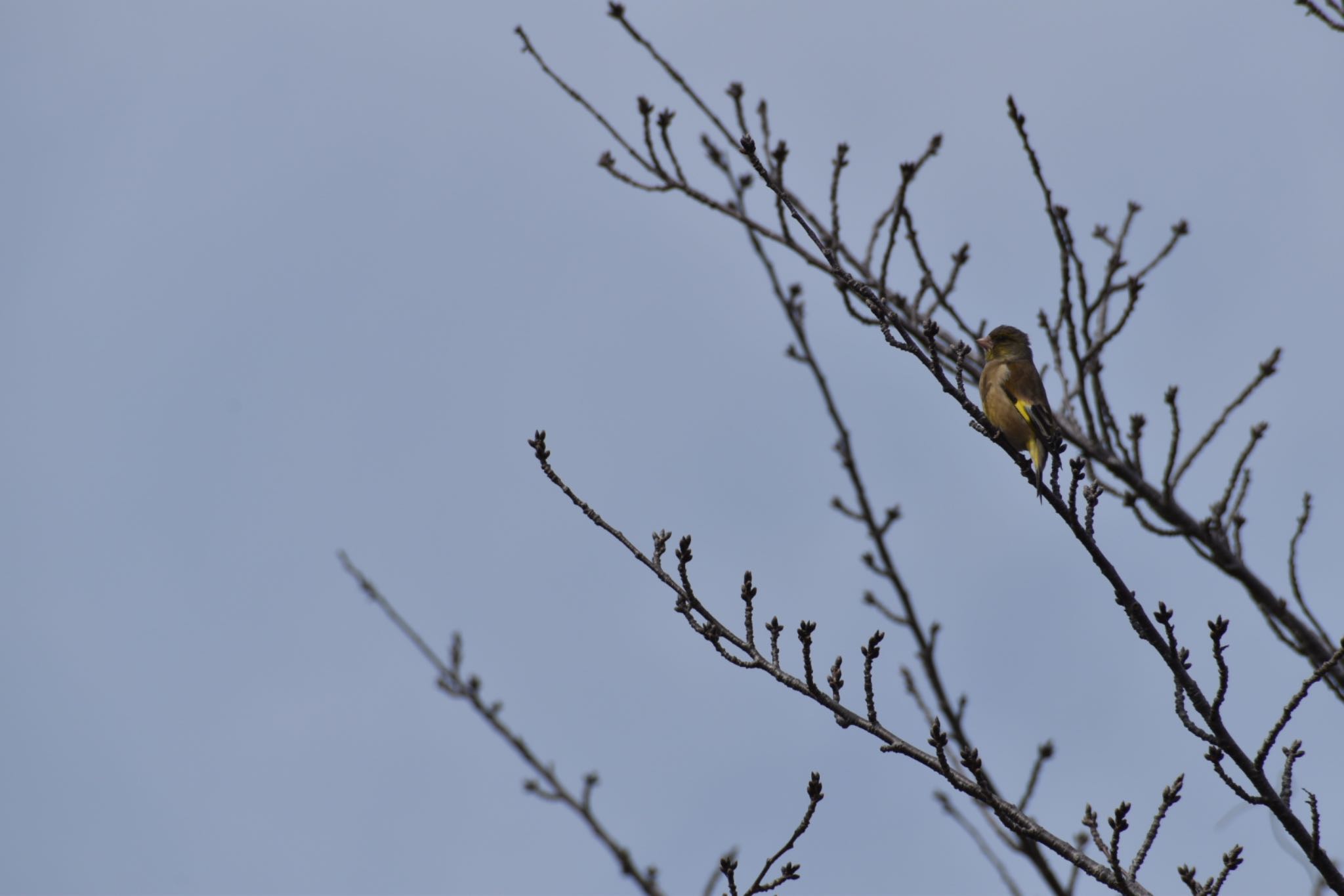 Grey-capped Greenfinch