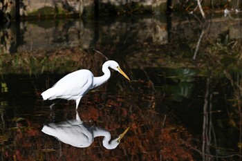 Great Egret 三溪園 Tue, 1/4/2022