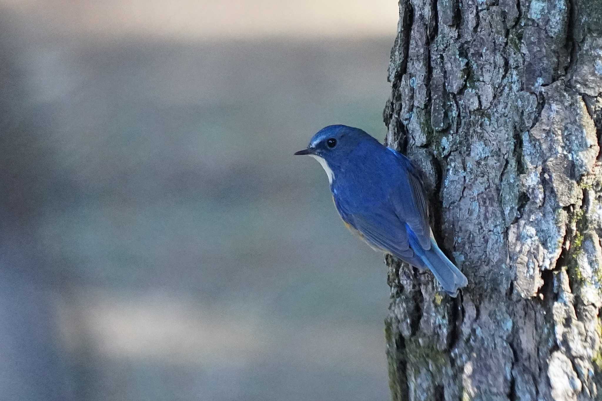 昭和記念公園 ルリビタキの写真