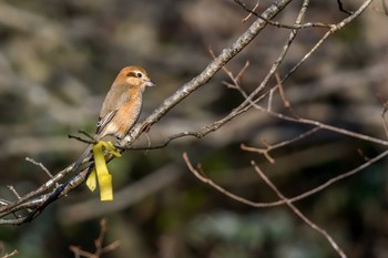 モズ 三木山森林公園 2017年1月5日(木)