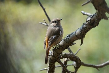 2022年3月8日(火) 松江市の野鳥観察記録