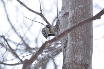 Japanese Pygmy Woodpecker(seebohmi) Nishioka Park Tue, 3/8/2022