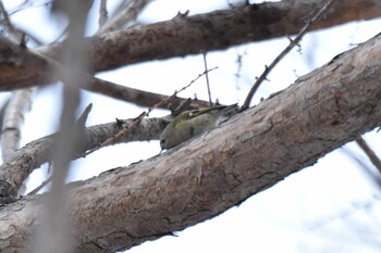 キクイタダキ 西岡公園(西岡水源地) 2022年3月8日(火)