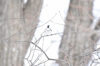 Long-tailed tit(japonicus) Nishioka Park Tue, 3/8/2022