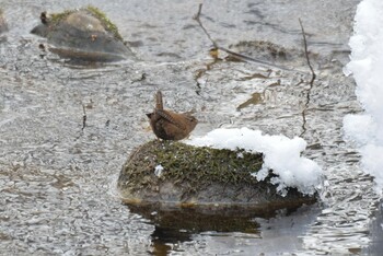 Eurasian Wren Nishioka Park Tue, 3/8/2022