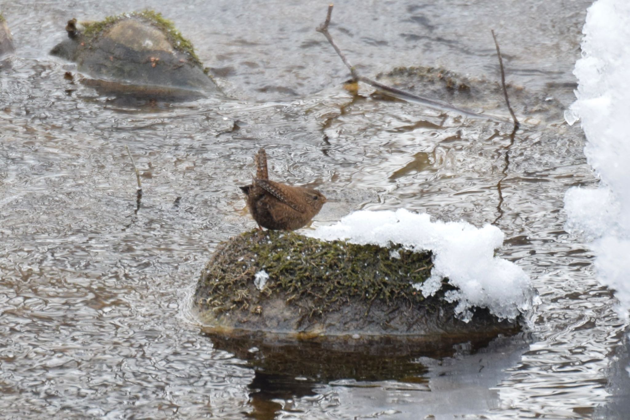 Photo of Eurasian Wren at Nishioka Park by yu