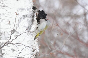 Grey-headed Woodpecker Nishioka Park Tue, 3/8/2022