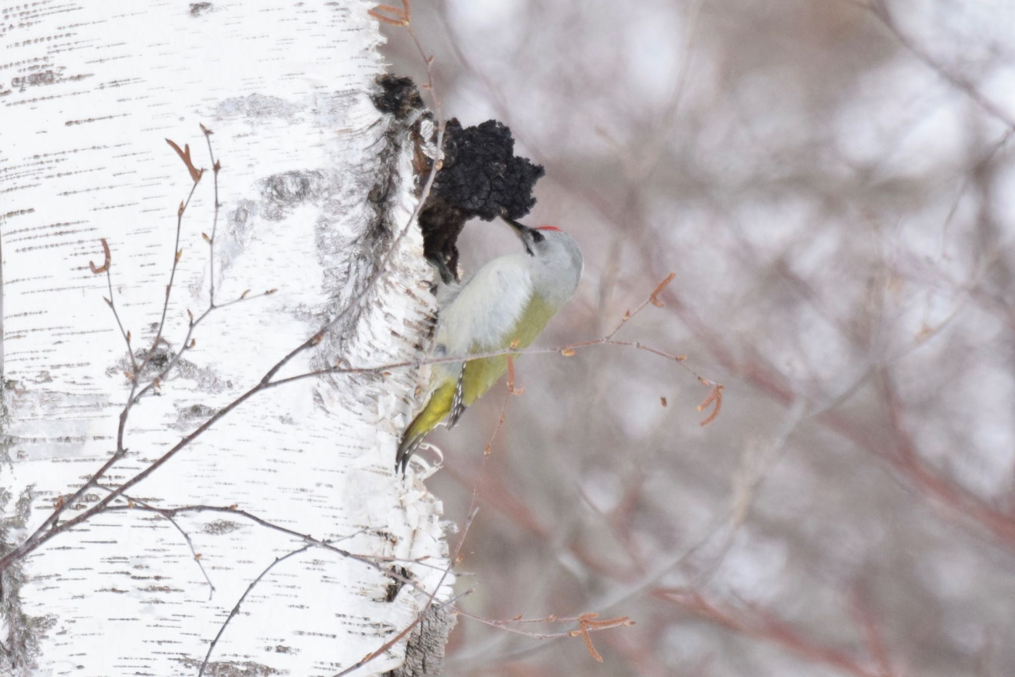 Photo of Grey-headed Woodpecker at Nishioka Park by yu