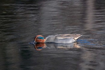 Eurasian Teal Mikiyama Forest Park Thu, 1/5/2017