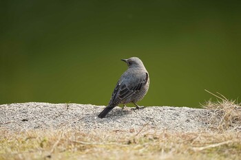 2022年3月8日(火) 松江城の野鳥観察記録