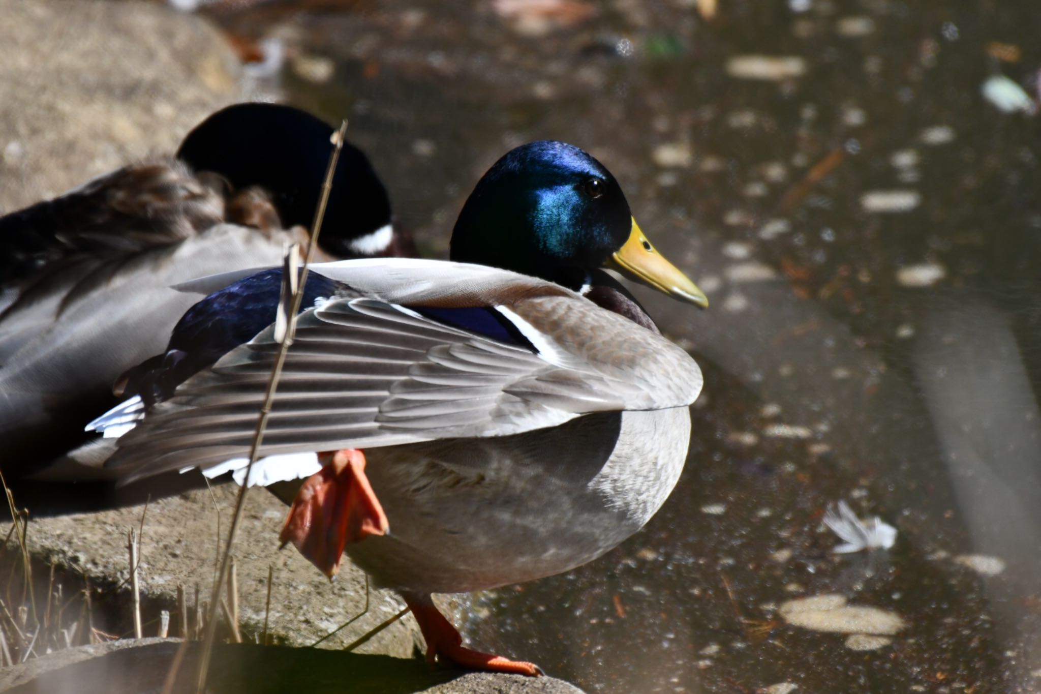 座間谷戸山公園 マガモの写真