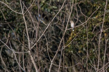 Hawfinch Mikiyama Forest Park Sat, 1/21/2017