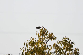 2022年3月8日(火) 宝梅の野鳥観察記録