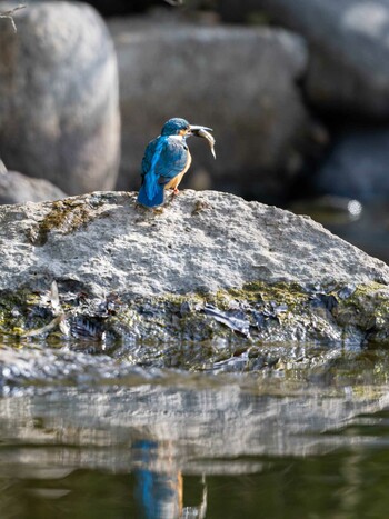 Common Kingfisher Unknown Spots Mon, 3/7/2022