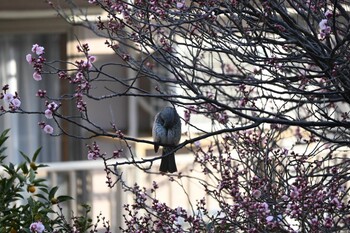 ヒヨドリ 宝梅 2022年3月8日(火)