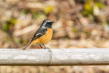 Daurian Redstart Mikiyama Forest Park Thu, 2/2/2017