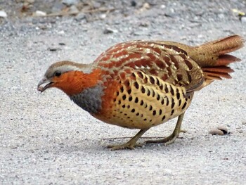 2022年3月8日(火) 舞岡公園の野鳥観察記録