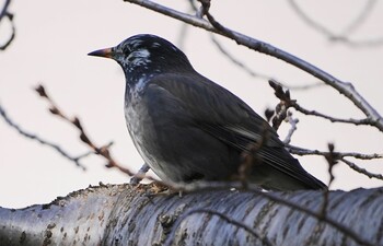 2022年3月8日(火) 巽東緑地の野鳥観察記録