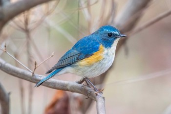 Red-flanked Bluetail Mikiyama Forest Park Thu, 2/2/2017