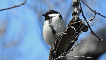 シジュウカラ 大阪城公園 2022年3月8日(火)