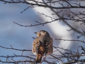 Naumann's Thrush Senjogahara Marshland Fri, 2/11/2022