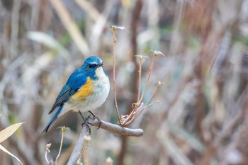 Red-flanked Bluetail Mikiyama Forest Park Thu, 2/2/2017