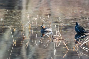 Little Grebe Mikiyama Forest Park Thu, 2/2/2017