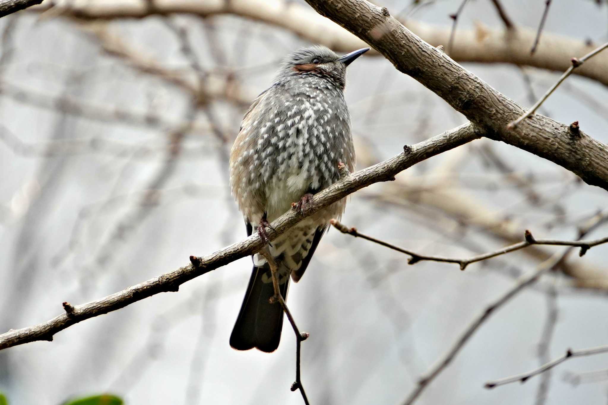 日比谷公園 ヒヨドリの写真 by 藤原奏冥