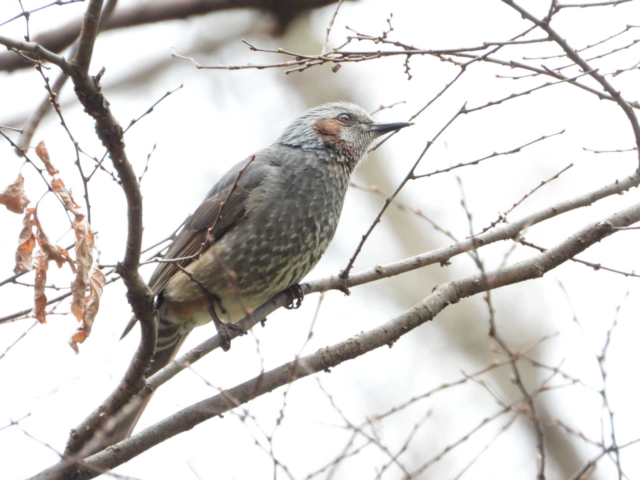 秋ヶ瀬公園(野鳥の森) ヒヨドリの写真 by UTAKAZU自然観察日記