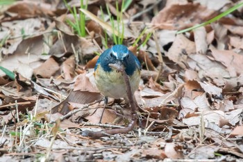 Red-flanked Bluetail Mikiyama Forest Park Thu, 2/2/2017