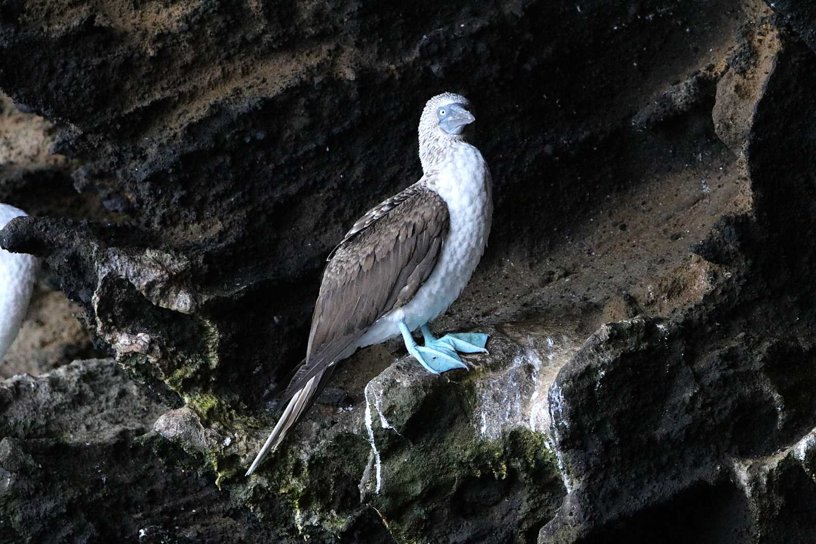 Photo of Blue-footed Booby at Galapagos Islands(Ecuador) by とみやん