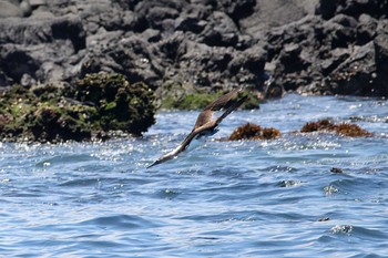 アオアシカツオドリ Galapagos Islands(Ecuador) 2017年9月17日(日)