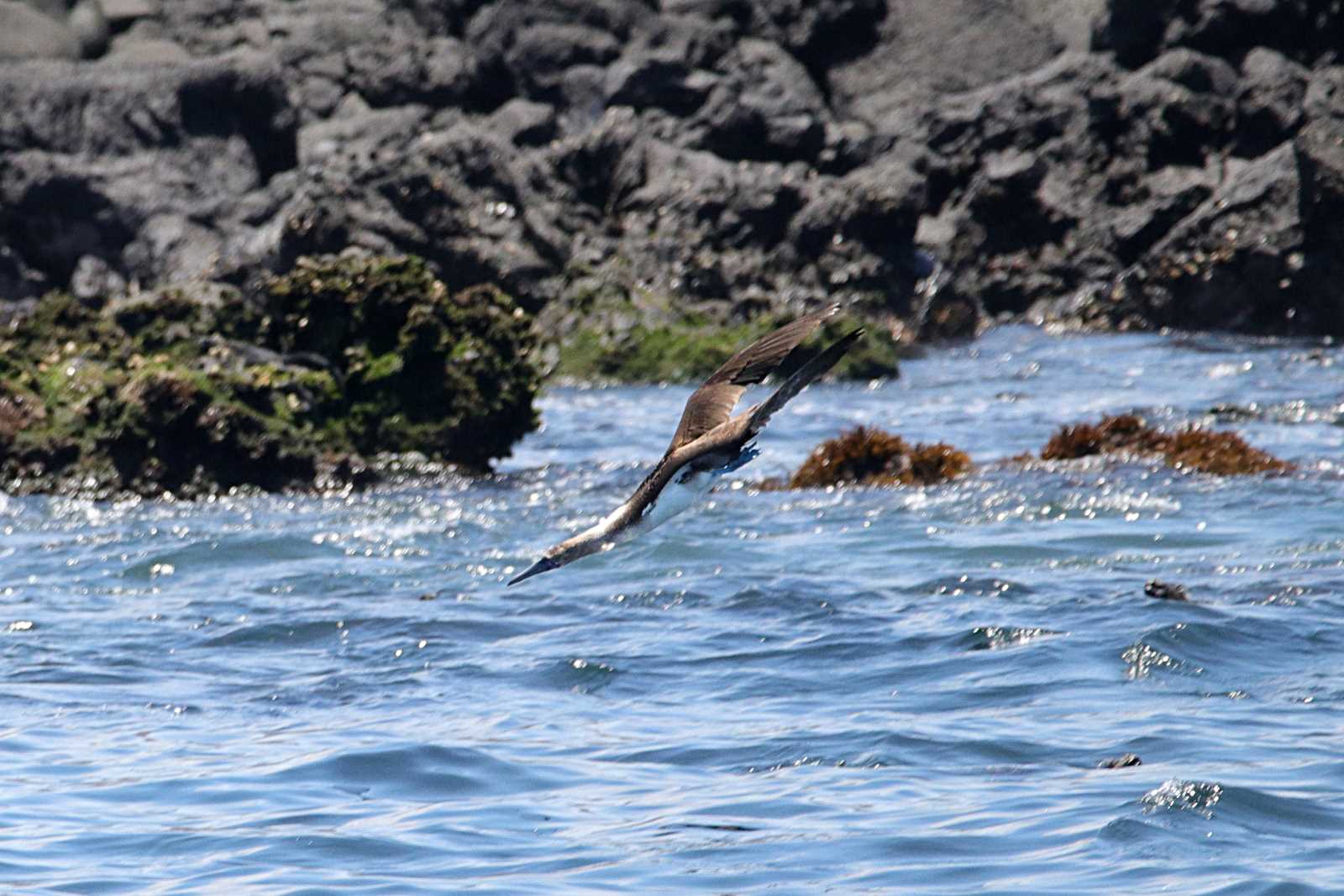 Blue-footed Booby