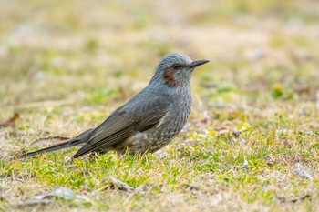 Brown-eared Bulbul Mikiyama Forest Park Sat, 2/18/2017