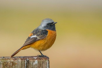 Daurian Redstart Mikiyama Forest Park Sat, 2/18/2017