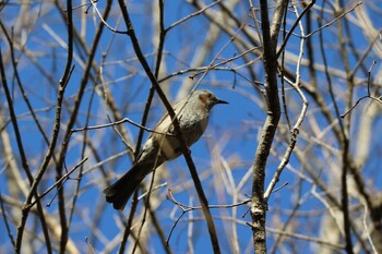 Brown-eared Bulbul ささやまの森公園(篠山の森公園) Sat, 2/12/2022