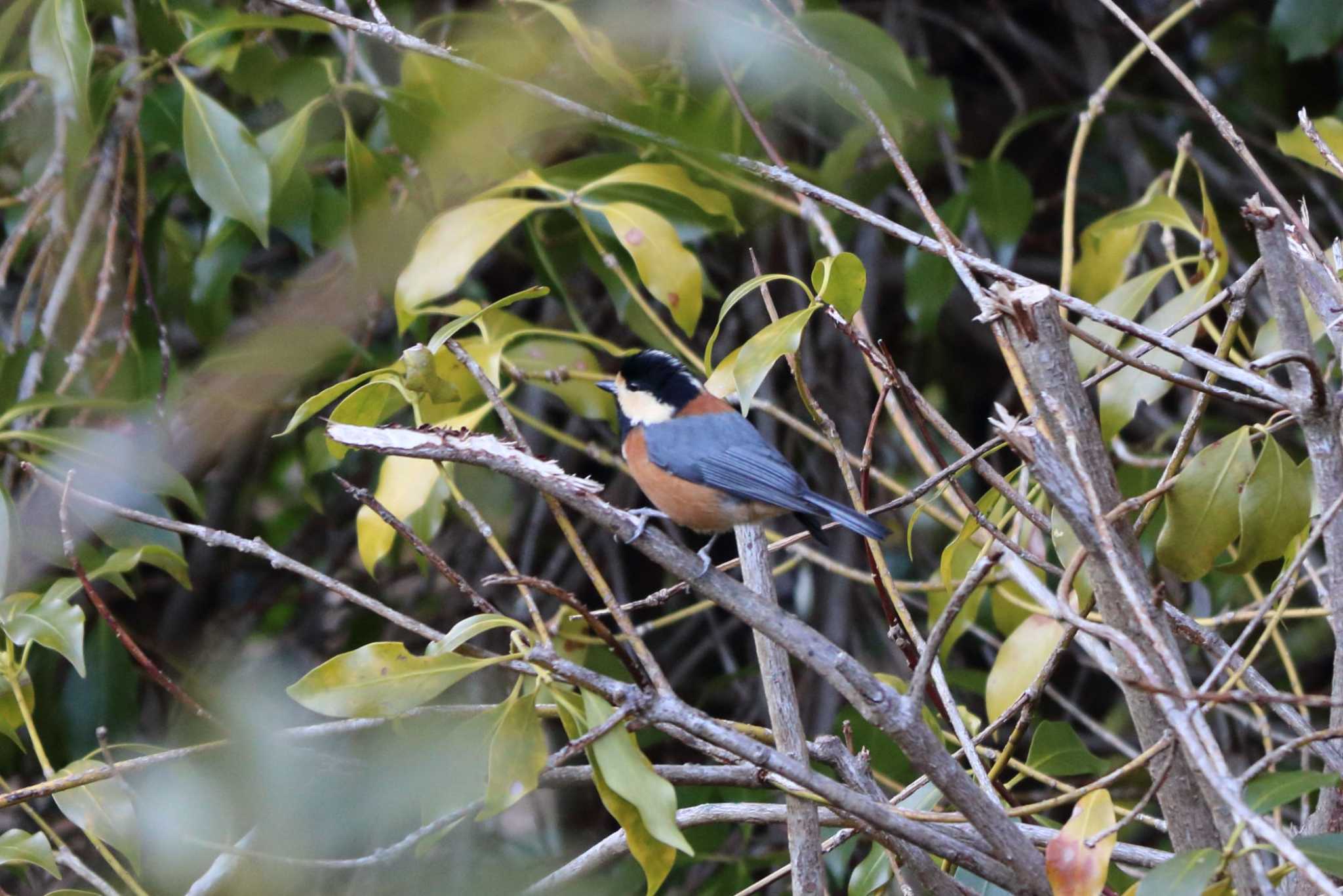 Photo of Varied Tit at ささやまの森公園(篠山の森公園) by いわな